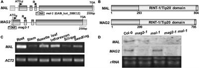 MAG2 and MAL Regulate Vesicle Trafficking and Auxin Homeostasis With Functional Redundancy